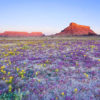 Flowers in the Atacama desert