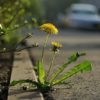 Dandelion growing through pavement crack